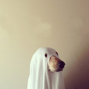 Ghost-Dog-Kawaii-Dog-Costumes-Kawaii-Blog