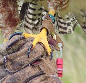 619px-Falconry_transmitter