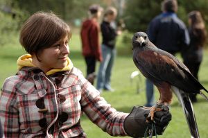 800px-Parabuteo_unicinctus_-falconry_show-8a