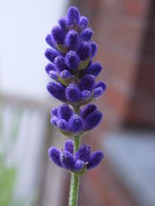 Lavendel_Lavandula