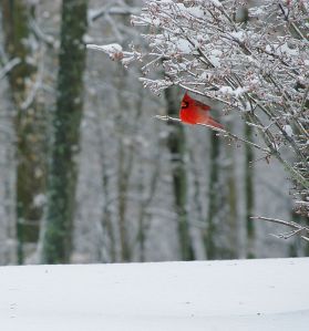 Cardinal in Snow
