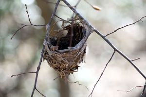 800px-WE_Empty_Nest_(5534080907)