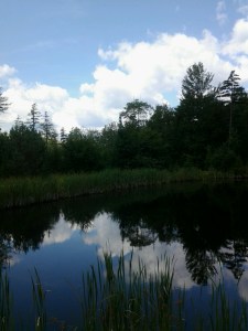 The pond where I picked blueberries