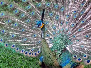 800px-javan_green_peafowl_1-18