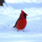 cardinal_in_the_snow_4201079830